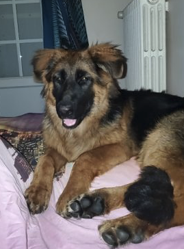 Chienne berger allemand – Chien / Chiot à vendre à Haute-Vienne