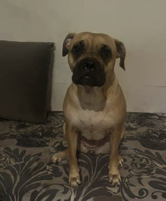 Chienne de 2 ans – Chien / Chiot à donner à Seine-Saint-Denis (93)