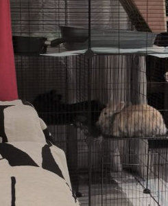 Couple de lapins nains – Lapin à vendre