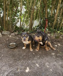 Deux Bully américain à donner – Autre animal à donner à Moselle (57)