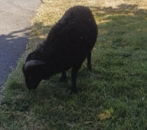 Deux Moutons Béliers Ouessants – Ferme / Basse-cour à donner à Morbihan