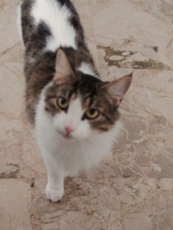 Don de chat Don de chat – Chat / Chaton à donner à Montpellier (34)