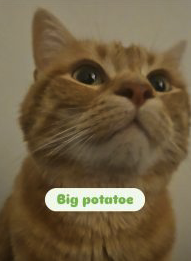 Don d'un chat roux de 4 ans – Chat / Chaton à donner à Val-D'oise