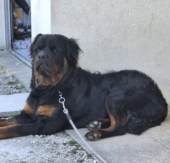 Donc chien 17 mois – Chien / Chiot à donner à Charente-Maritime