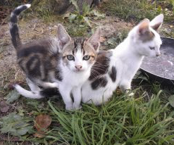 Donne 2 chatons sevrés – Chat / Chaton à donner à Hautes-Pyrénées