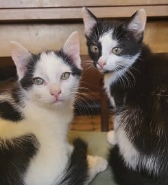 Donne 4 chatons – Chat / Chaton à donner à Savoie
