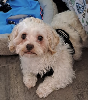Donne bichon maltais – Chien / Chiot à donner à Essonne (91)