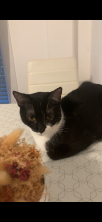 Donne chat 1 ans – Chat / Chaton à donner à Athis Mons (91)