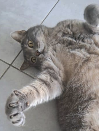 Donne chat adulte – Chat / Chaton à donner