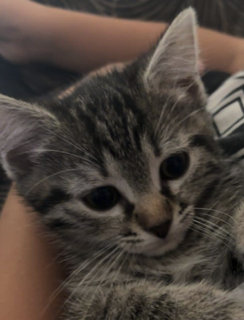Donne chat adulte – Chat / Chaton à donner à Gironde (33)