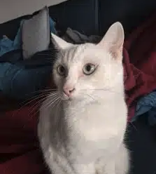 Donne chat adulte mal blanc – Chat / Chaton à donner à Flandre-Occidentale