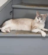 Donne chat – Chat / Chaton à donner à Tarn-Et-Garonne