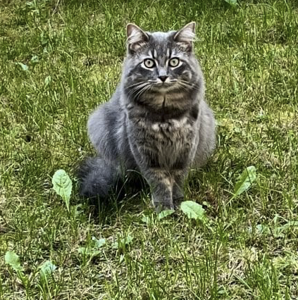 Donne chat d’ 1 ans – Chat / Chaton à donner à Marne