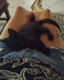 Donne chat de 1 ans castres et 2 chaton de 3 mois – Chat / Chaton à donner à Vosges