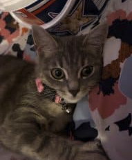 Donne chat de 1 ans – Chat / Chaton à donner à Valros
