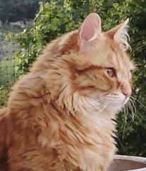 Donne chat de 2 ans très sociable – Chat / Chaton à donner à Paris (75)
