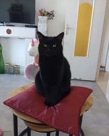 Donne chat européen – Chat / Chaton à donner
