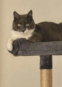 Donne chat mâle 5ans gris et blanc – Chat / Chaton à donner à Doullens