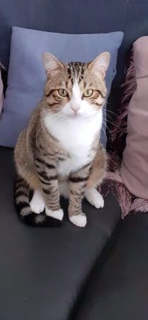 Donne chat male – Chat / Chaton à donner à Lingolsheim (67) (photo 2)