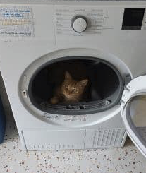 Donne chat très câlin – Chat / Chaton à donner à Haute-Loire