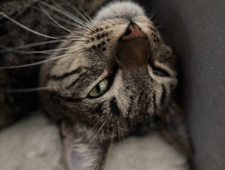 Donne chat type européens, beau pelage – Chat / Chaton à donner à Marseille (13)