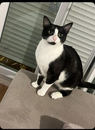 Donne chaton 10 mois – Chat / Chaton à donner à Mezy Sur Seine (78)