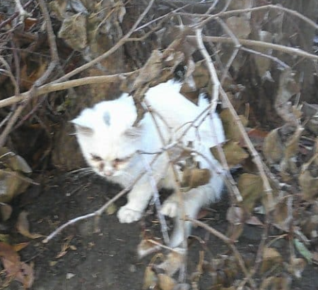 Donne chaton blanc – Chat / Chaton à donner à Seine-Saint-Denis (93)