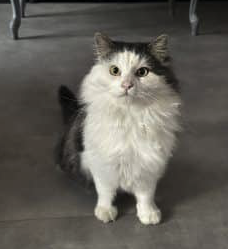 Donne chaton Donne chaton – Chat / Chaton à donner à Bas-Rhin (67)