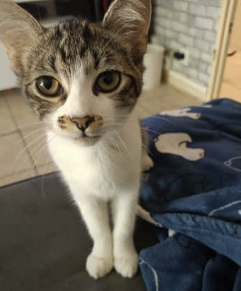 Donne chaton – Chat / Chaton à donner à Seine-Et-Marne (77)