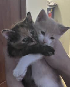 Donne chaton très mignon – Chat / Chaton à adopter à Québec