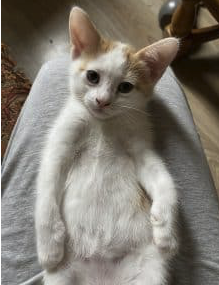 Donne chatons – Chat / Chaton à donner à Allier
