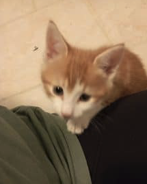 Donne chatons – Chat / Chaton à donner à Landes