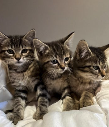 Donne chatons femelles – Chat / Chaton à donner à Haute-Vienne