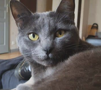 Donne chatte adorable et très caline – Chat / Chaton à donner à Puy-De-Dôme (63)
