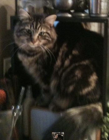 Donne chatte angora de 14 ans – Chat / Chaton à donner à Voisins Le Bretonneux (78)