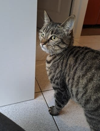 Donne chatte tigré grise 4 ans suite séparation – Chat / Chaton à donner à Paris (75)