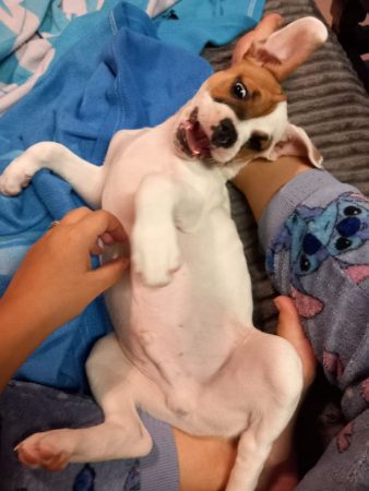 Donne chien (2 ans) – Chien / Chiot à donner à Guebwiller (68) (photo 2)