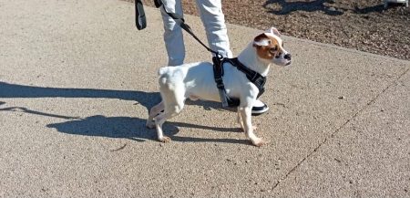 Donne chien (2 ans) – Chien / Chiot à donner à Guebwiller (68)