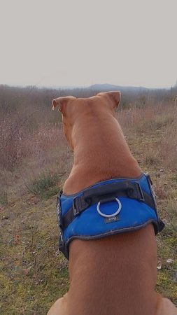 Donne chien 4ans – Chien / Chiot à donner à Annoeullin (59) (photo 2)