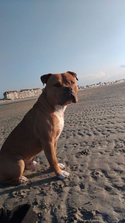 Donne chien 4ans – Chien / Chiot à donner à Annoeullin (59) (photo 3)