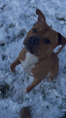 Donne chien 4ans – Chien / Chiot à donner à Annoeullin (59)