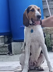 Donne chien anglo français – Chien / Chiot à vendre à Côte-D'or