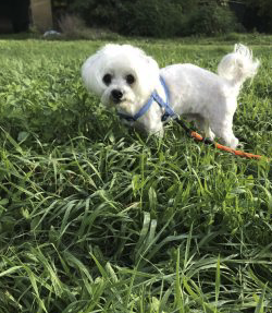 Donne chien – Chien / Chiot à adopter à Drôme