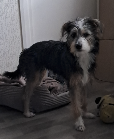 Donne chien – Chien / Chiot à donner à Gironde (33)