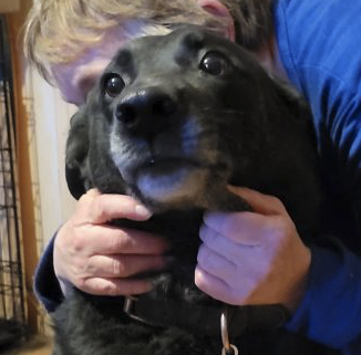 Donne chien – Chien / Chiot à donner à Hautes-Pyrénées