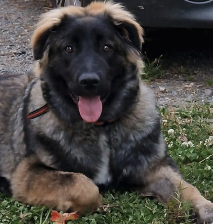 Donne chien croisé Léonberg malinois – Chien / Chiot à donner à Tarn