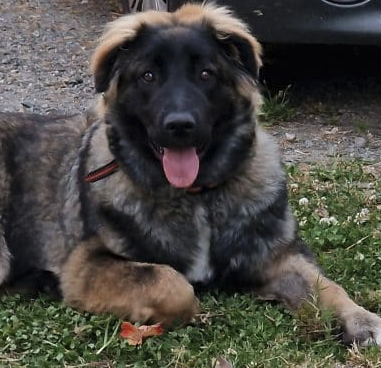 Donne chien croisé Léonberg malinois – Chien / Chiot à donner à Tarn