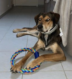 Donne chien gentil – Chien / Chiot à donner à Lot-Et-Garonne