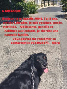 Donne chienne Labrador – Chien / Chiot à donner à Bouches-Du-Rhône (13)