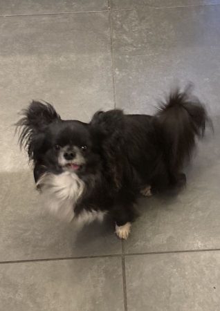 Donne chihuahua papillon 4 ans – Chien / Chiot à donner à Villeurbanne (69) (photo 2)